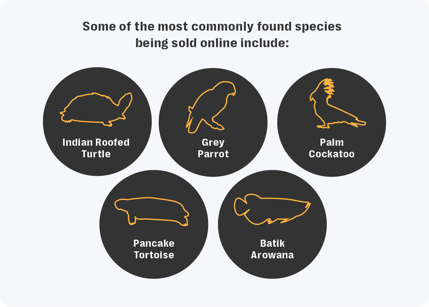 How Illegal Wildlife Trafficking Evades Online Platforms | Resolver